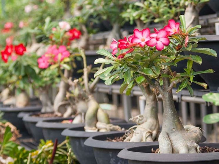 Adenium