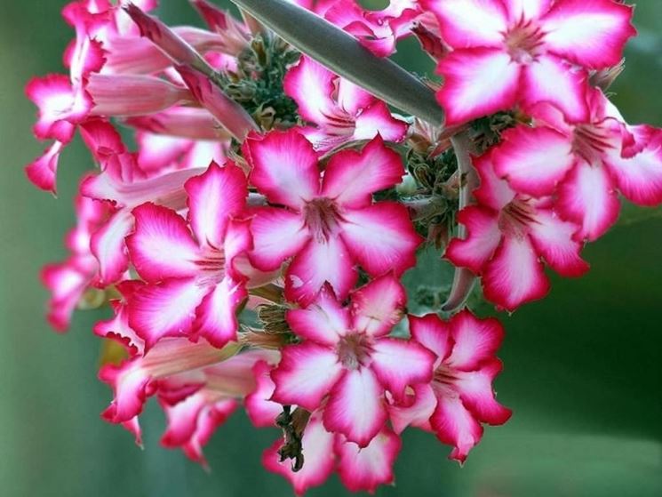 adenium fiorito