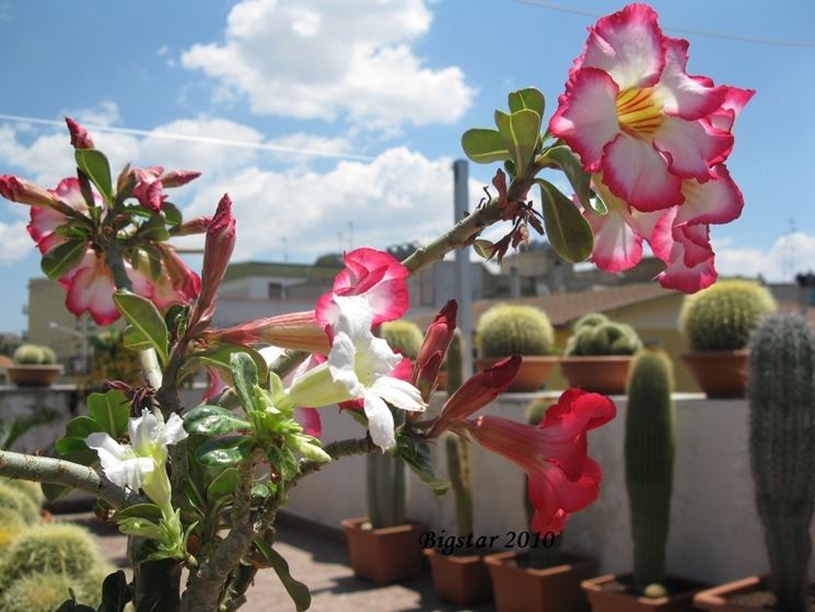 adenium