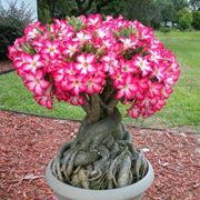 adenium obesum