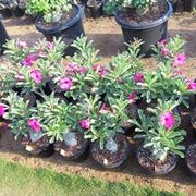 Rosa Del Deserto – Adenium Obesum In Vaso 10,5cm, Altezza 25-40cm, Pianta Da Appartamento Fiorita