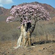 rosa del deserto pianta