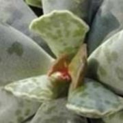 Adromischus cooperii 