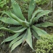 agave