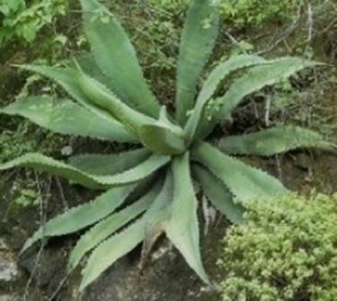 agave