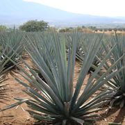 agave