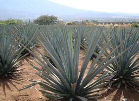 Agave