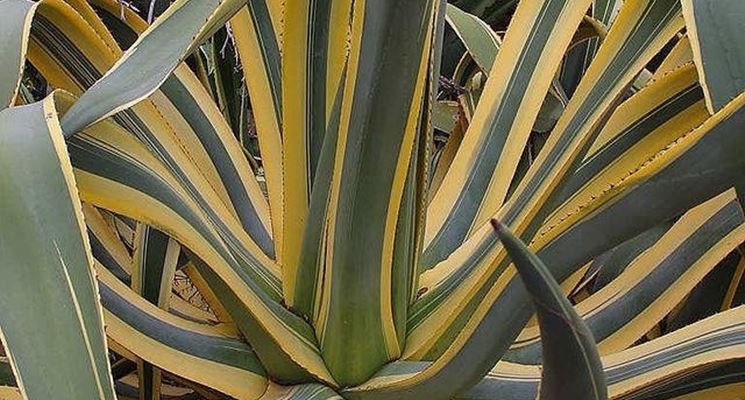 pianta agave