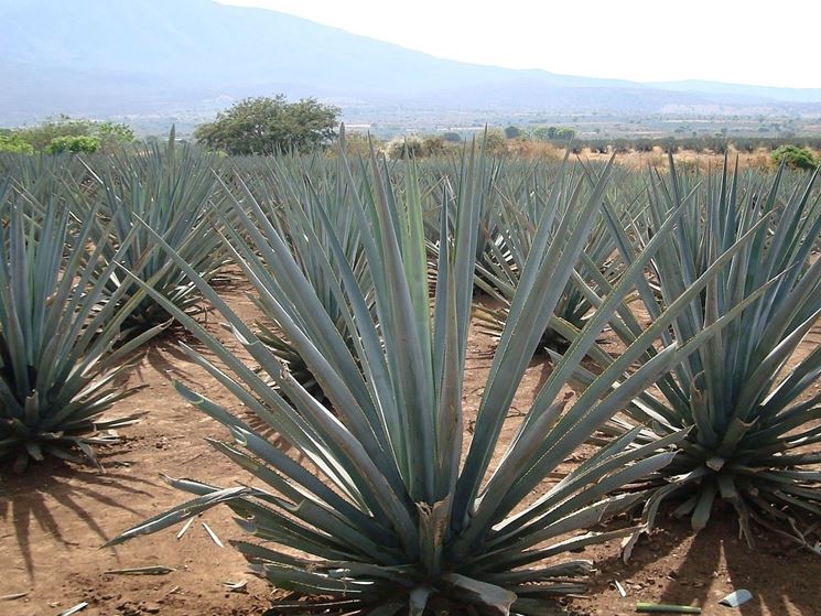 agave