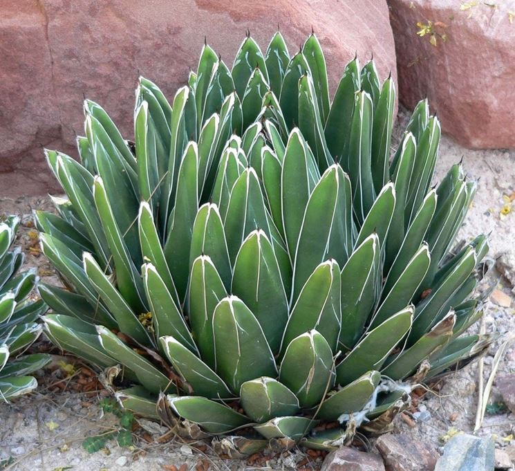 fiore agave