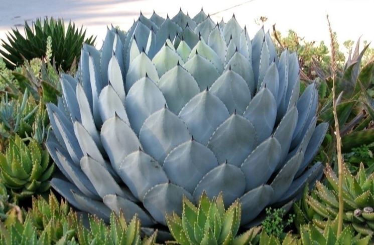 coltivare agave