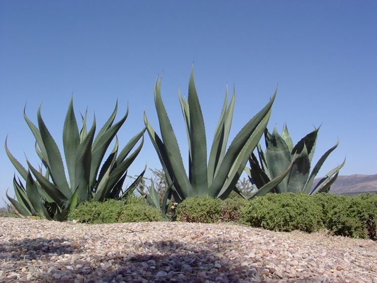 fusto agave