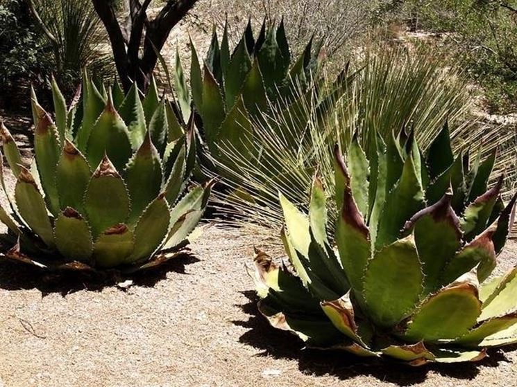 agave