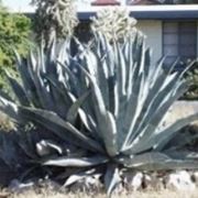 agave