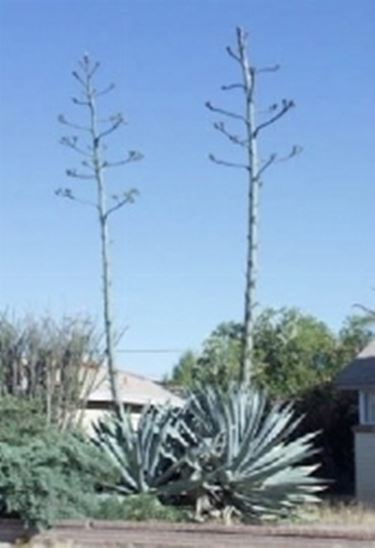 agave