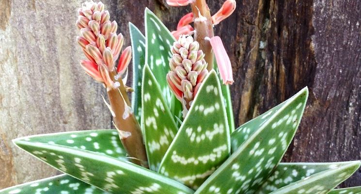 Aloe variegata