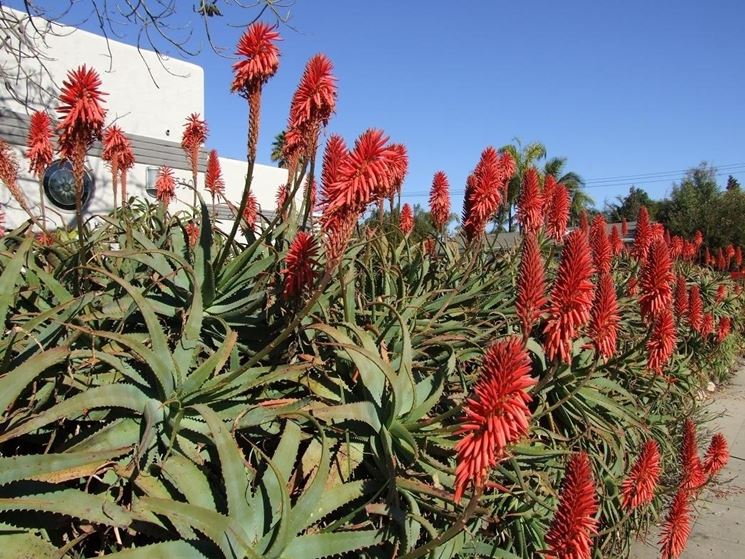 Aloe vera