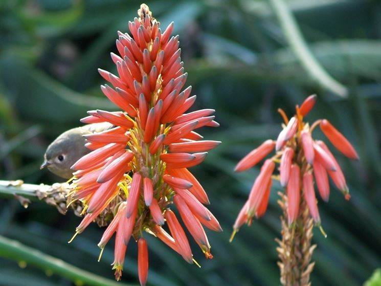 Aloe arborescens 