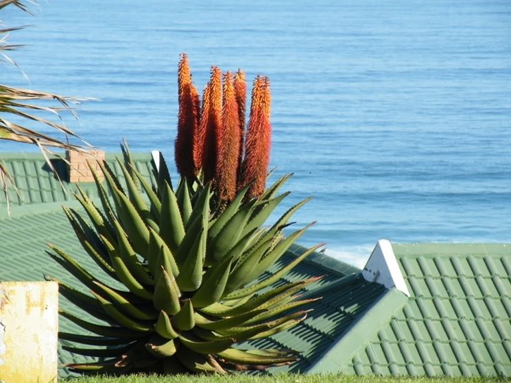 Aloe ferox 