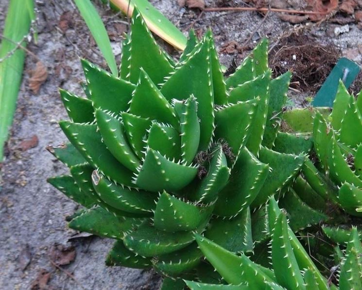 Aloe mitriformis