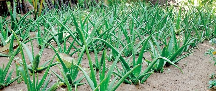 aloe