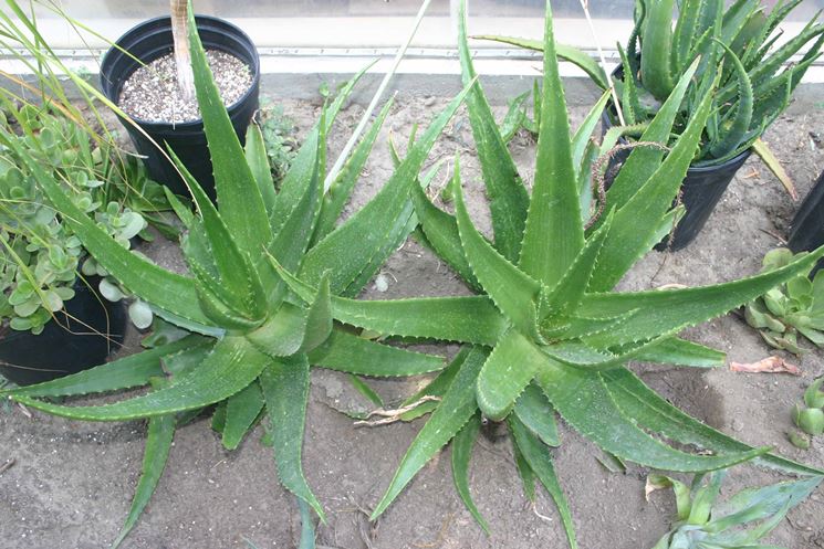 Aloe 