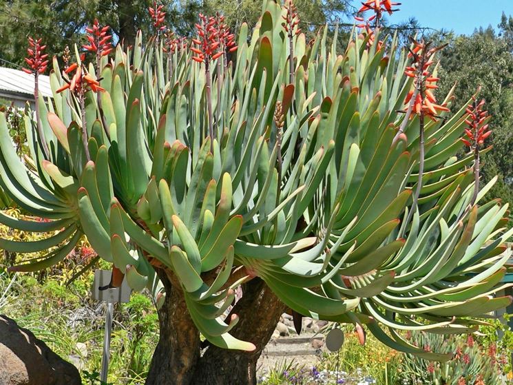 Aloe plicatilis