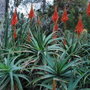 aloe arborescens pianta