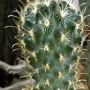 ancistrocactus 