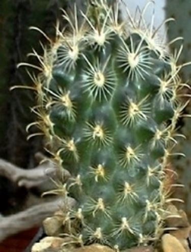 ancistrocactus 