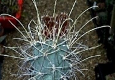 ancistrocactus scheeri