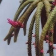 aporocactus flagelliforme