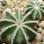 Aztekium