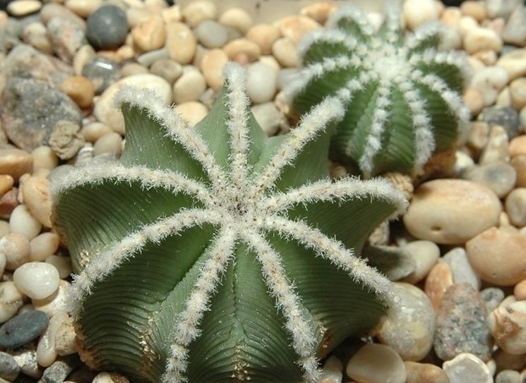 Aztekium