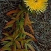 Carpobrotus 