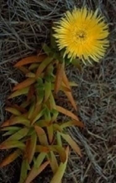 Carpobrotus 