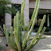 Cereus peruvianus 