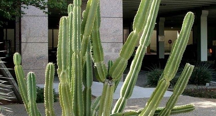 Cereus peruvianus 