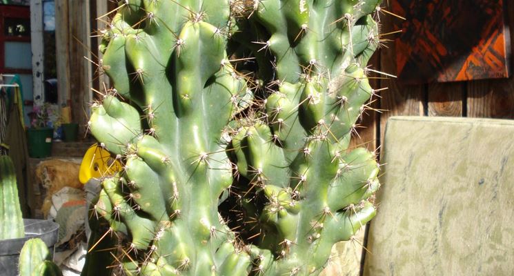 cereus peruvianus