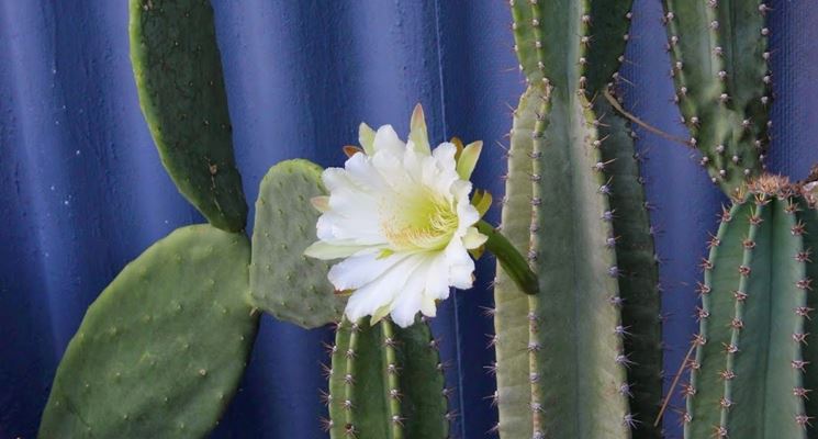 cereus peruviano