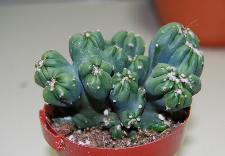 Cereus peruvianus monstruosus