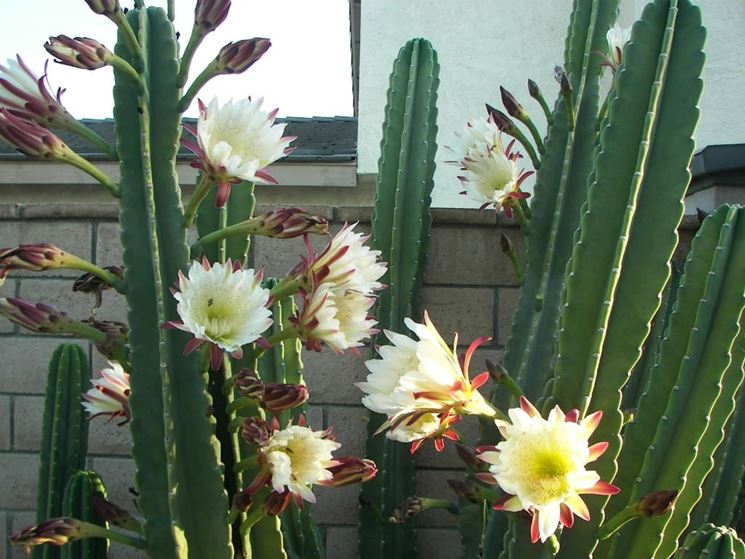 cereus peruvianus