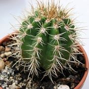 Coleocephalocereus goebelianus