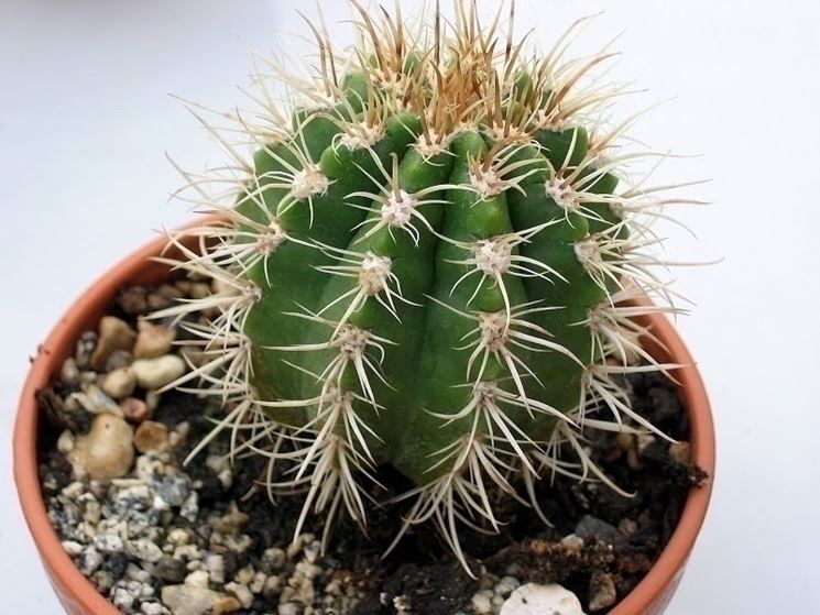 Coleocephalocereus goebelianus