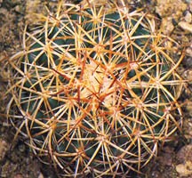 Coryphantha