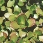 Crassula 