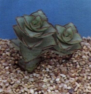 Crassula 