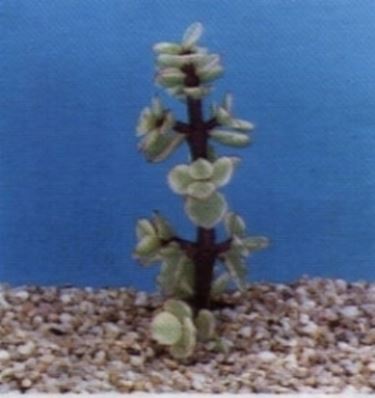 Crassula 