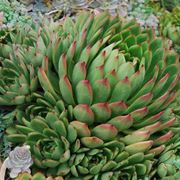 Echeveria agavoides