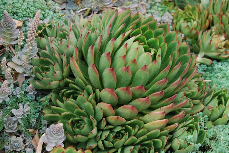 Echeveria agavoides